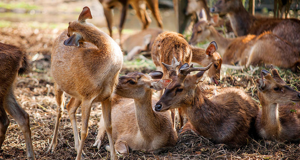 deer-in-the-pamplemousse-bo