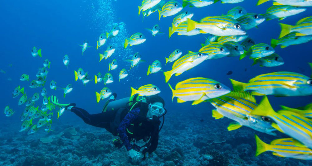 diver-school-of-fish