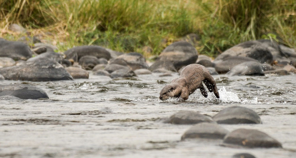 Smooth-coated-otter-corbett