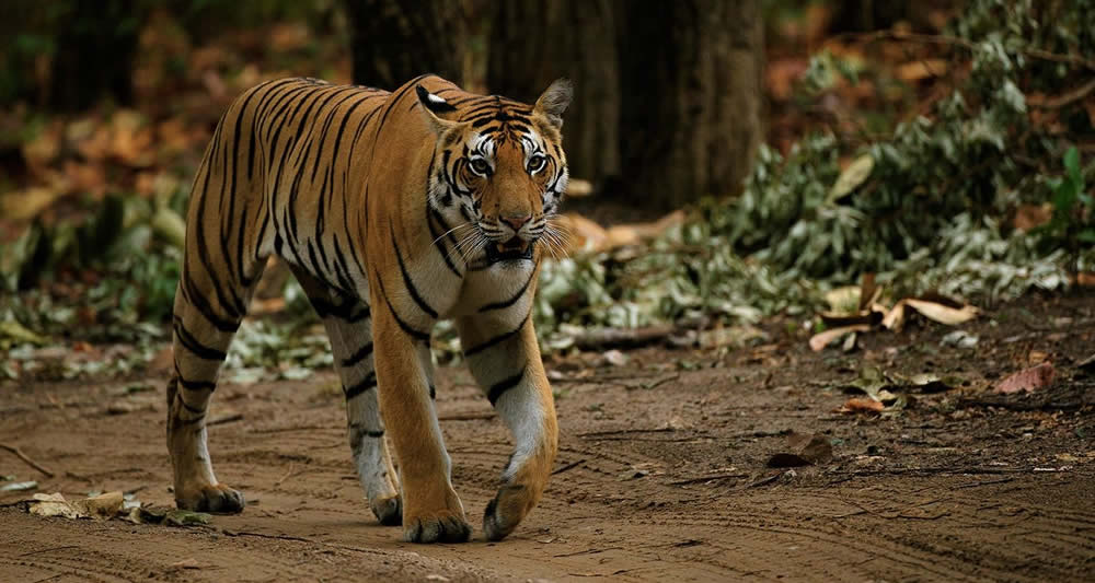 kanha-national-park-india