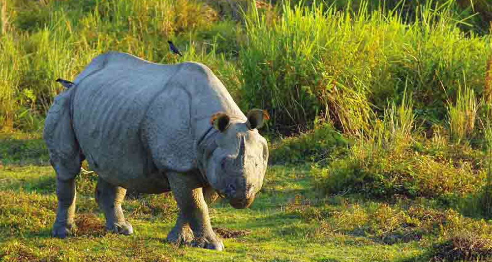 kaziranga_national_park