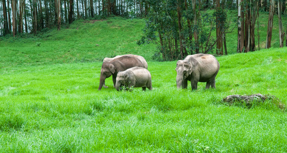 places-to-visit-thekkady