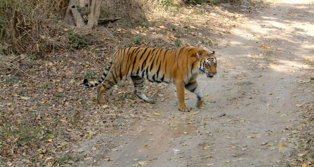 tiger-on-the-ramp–corbett-