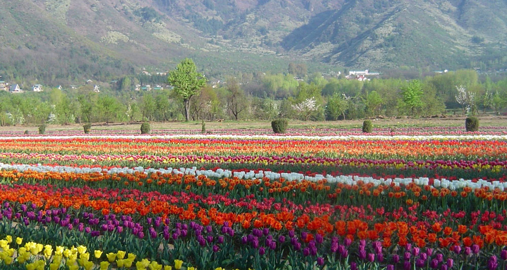 tulipgarden